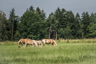 Pferde Vier Pferde grasen auf einer Wiese vor einem Wald.