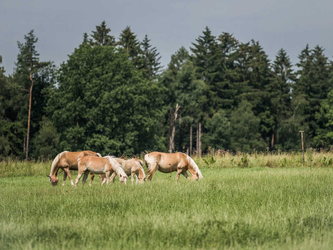 Pferde Vier Pferde grasen auf einer Wiese vor einem Wald.