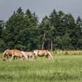 Pferde Vier Pferde grasen auf einer Wiese vor einem Wald.