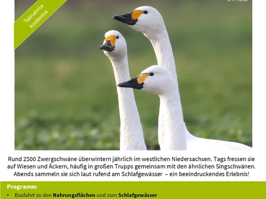 Poster_ ZS Exkursion 2026 Emsland.jpg Drei Zwergschwäne mit leuchtend gelben Schnäbeln stehen vor grünem Hintergrund eng beieinander.