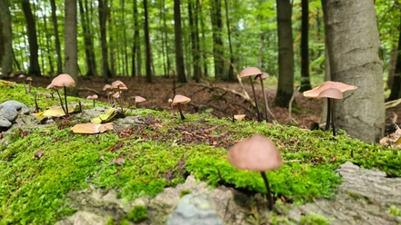 Pilze auf der Qualitätstour Waldläufer (De 6 + LRR) Pilze auf der Qualitätstour Waldläufer (De 6 + LRR)