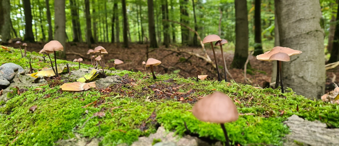 Pilze auf der Qualitätstour Waldläufer (De 6 + LRR) Pilze auf der Qualitätstour Waldläufer (De 6 + LRR)
