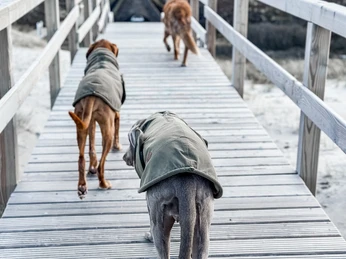 Hunde unterwegs mit Jacke von Scadi Sylt