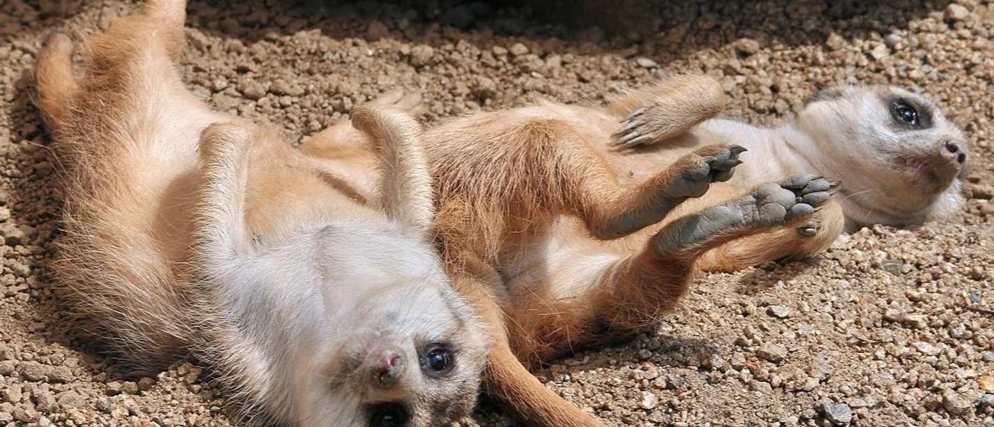 Meerkat ©Matthias Besant.jpg