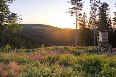 Sonnenuntergang am Rothaarsteig bei Jagdhaus