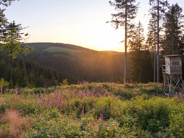 Sonnenuntergang am Rothaarsteig bei Jagdhaus