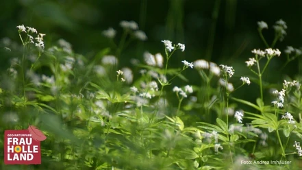 Waldmeister