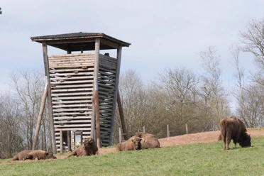 P1610540.JPG Holzaussichtsturm im Hintergrund mit 5 Wisenten ,auf einer Wiese Vordergrund