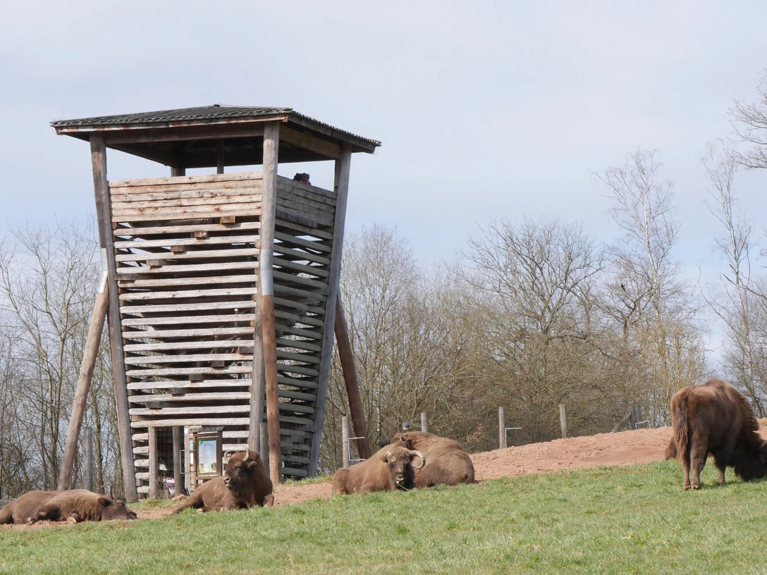 P1610540.JPG Holzaussichtsturm im Hintergrund mit 5 Wisenten ,auf einer Wiese Vordergrund
