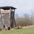 P1610540.JPG Holzaussichtsturm im Hintergrund mit 5 Wisenten ,auf einer Wiese Vordergrund