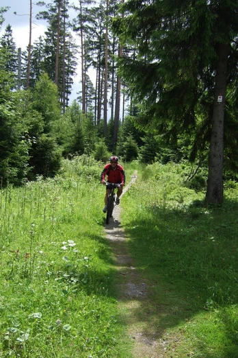Mountainbiker auf Singletrail