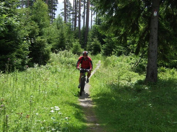 Mountainbiker auf Singletrail