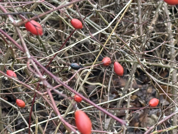 Hagebutten.jpeg Hagebutten