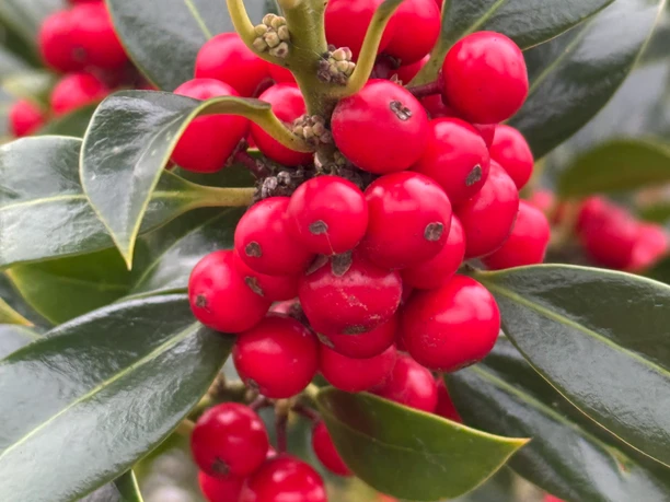 IMG_9332.jpeg Rote Beeren