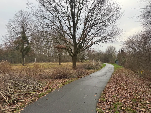 IMG_9334.jpeg Ein ruhiger, winterlicher Weg schlängelt sich durch blattlose Bäume.