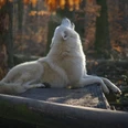 Polarwolf im Zoo Stralsund