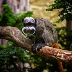 Südamerikahaus Zoo Stralsund
