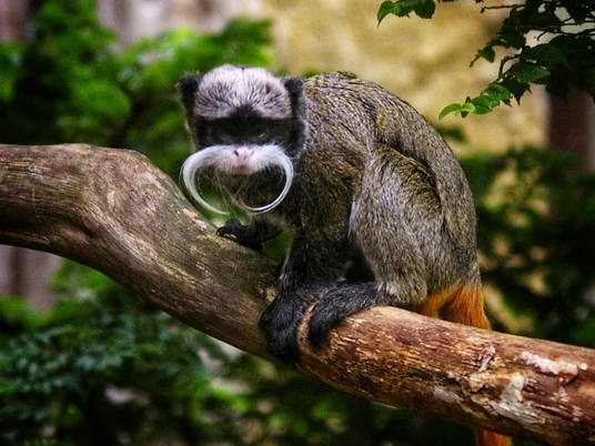 Südamerikahaus Zoo Stralsund