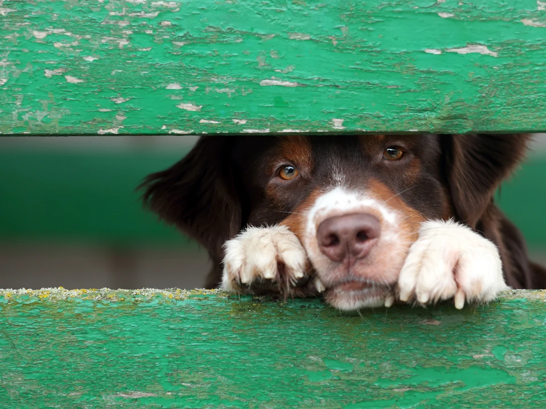 Shutterstock 245704966