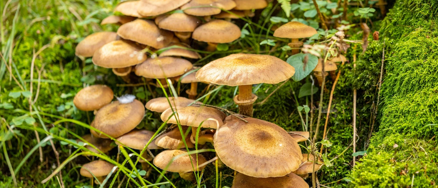 Pilze im Wald