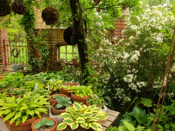 grüner Garten mit weißen Blüten und Tontöpfen
