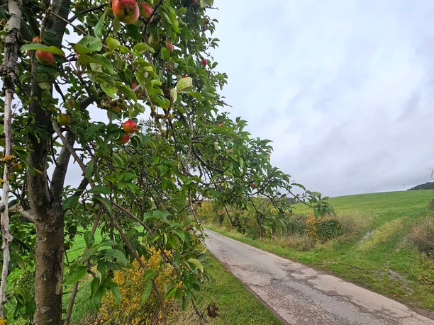 Apfelbaum mit reifen Früchten am schmalen Weg neben grünen Wiesen unter grauem Himmel