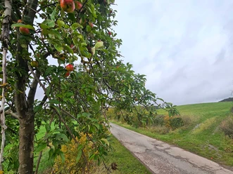 Herste-Obstlehrpfad Apfelbaum mit reifen Früchten am schmalen Weg neben grünen Wiesen unter grauem Himmel