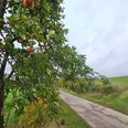 Herste-Obstlehrpfad Apfelbaum mit reifen Früchten am schmalen Weg neben grünen Wiesen unter grauem Himmel
