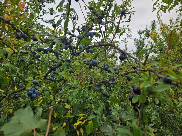 Zweigreiches Gebüsch mit vielen dunklen Beeren vor grauem Himmel.