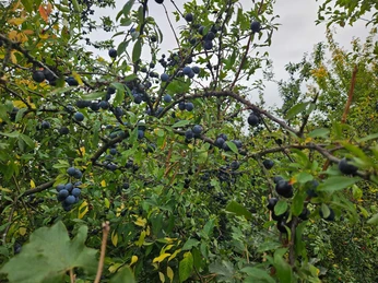 Herste-Obstlehrpfad Zweigreiches Gebüsch mit vielen dunklen Beeren vor grauem Himmel.