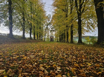 Herste-Rommenhöller-Ehrenmal Allee mit gelb belaubten Bäumen und kleinem Ehrenmal am Ende auf leichtem Hügel