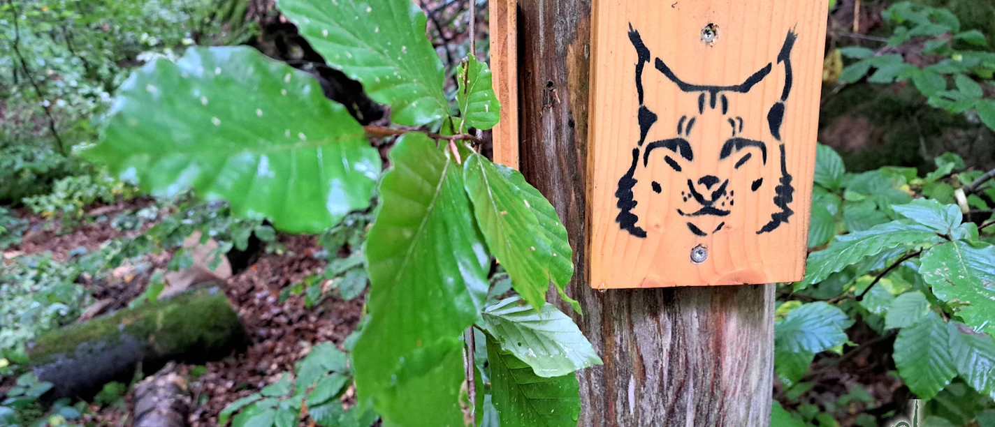 Harz-Hiking-Metal-Punk-1104-10-16-2025-12-15 AM-.jpg