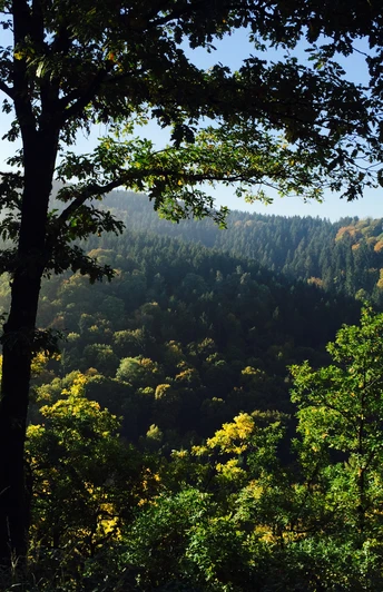 Wälder auf dem Leuscheid