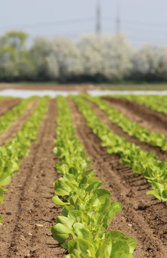 Gemüsefeld in Bornheim
