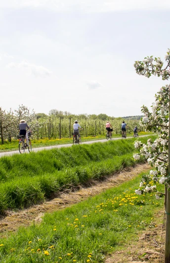 Radfahren auf der Apfelroute