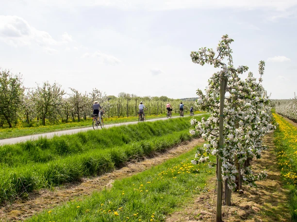 Radfahren auf der Apfelroute