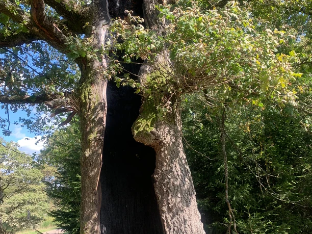 Eiche inmitten der Trupbacher Heide