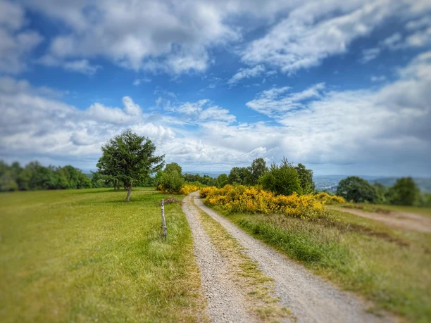 Naturschutzgebiet Heiden und Magerrasen Trupbach Naturschutzgebiet Heiden und Magerrasen Trupbach