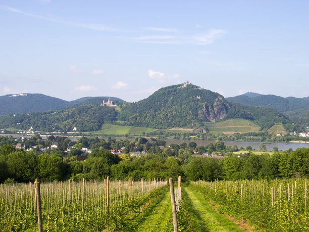 Naturschutzgebiet-Rodderberg 2018 Sommer Wachtberg