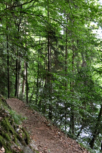 Schmale Pfade oberhalb der Sieg