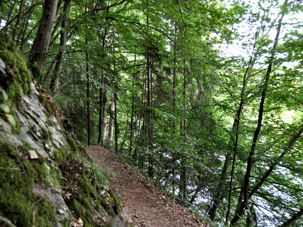 Schmale Pfade oberhalb der Sieg