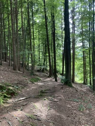 Ammer-Wasserscharpfen-Runde: Waldweg
