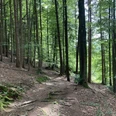 Ammer-Wasserscharpfen-Runde: Waldweg