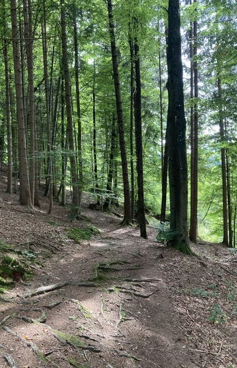 Ammer-Wasserscharpfen-Runde: Waldweg