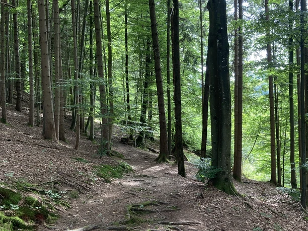 Ammer-Wasserscharpfen-Runde: Waldweg