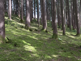 Ammer-Wasserscharpfen-Runde
