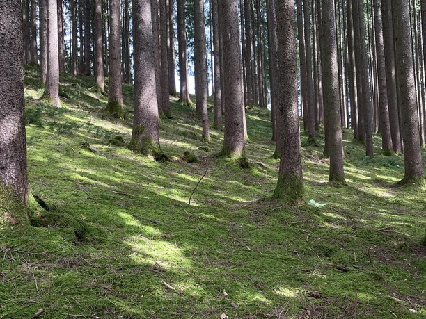 Ammer-Wasserscharpfen-Runde