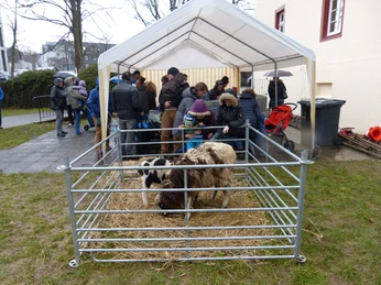 Streicheltiere auf der Gerichtswiese