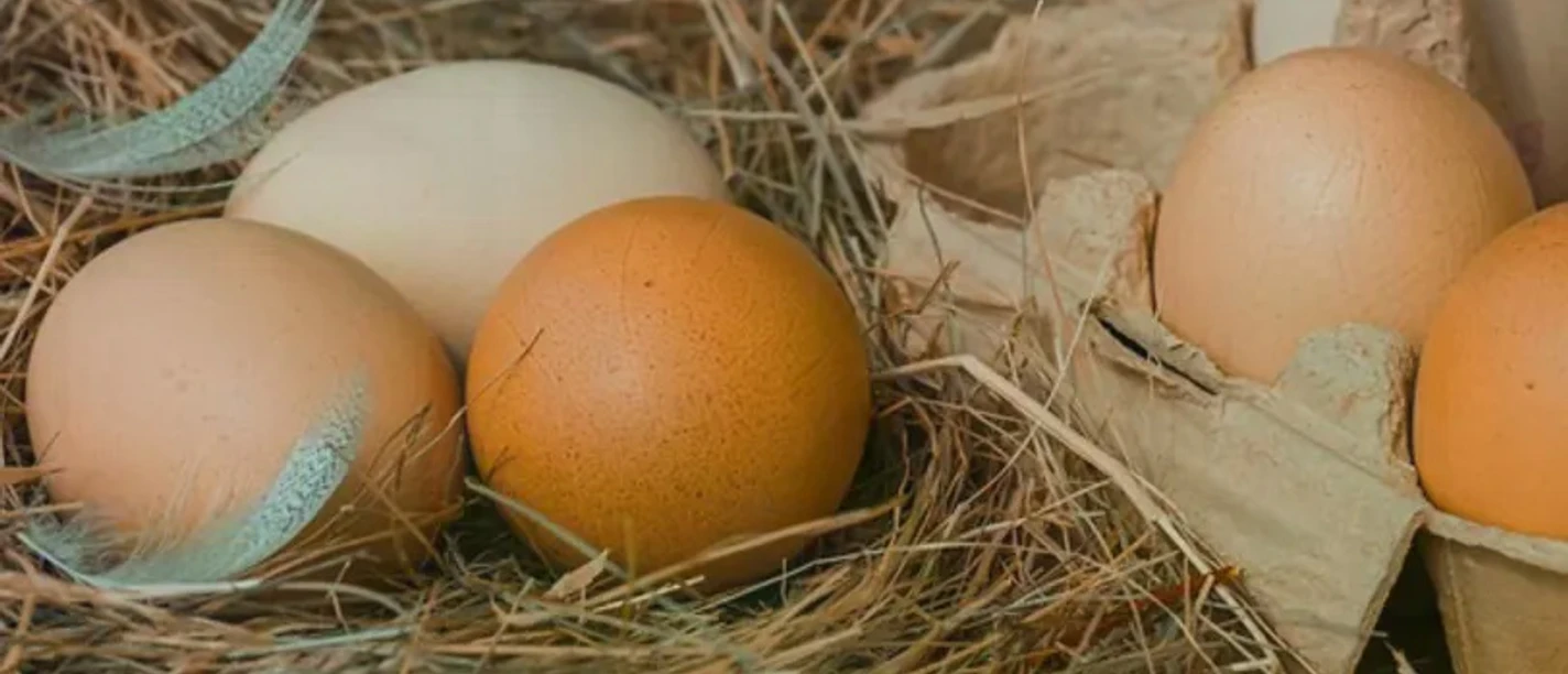 Franklhof Eier Frische Eier liegen in Heu. Sie geben ein Angebot vom Hof wieder.
