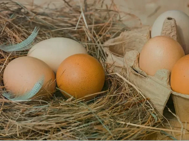 Franklhof Eier Frische Eier liegen in Heu. Sie geben ein Angebot vom Hof wieder.